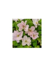Clématite Innocent blush ®