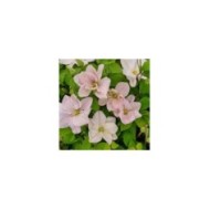 Clématite Innocent blush ®