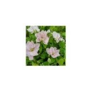 Clématite Innocent blush ®