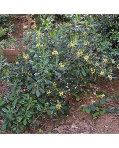 Pittosporum du Japon