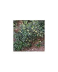 Pittosporum du Japon
