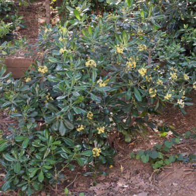 Pittosporum du Japon