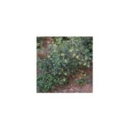 Pittosporum du Japon