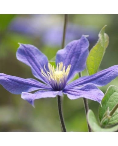 Clématite integrifolia Arabella