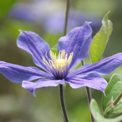 Clématite integrifolia Arabella