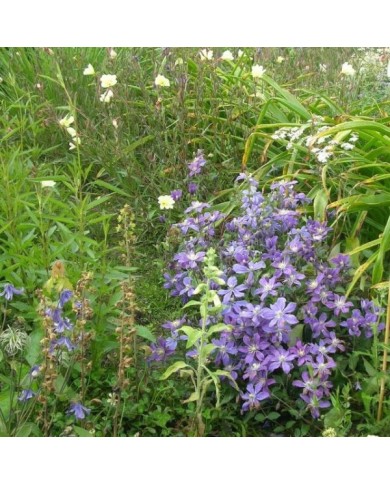 Clématite integrifolia Arabella