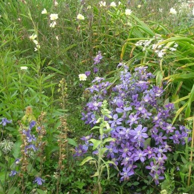 Clématite integrifolia Arabella