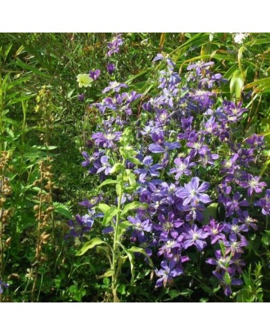 Clématite integrifolia Arabella