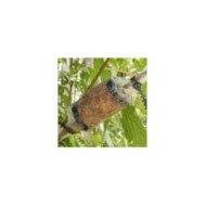 Kit de marcottage Botabox en place sur une branche de figuier (X.G. / Gerbeaud)