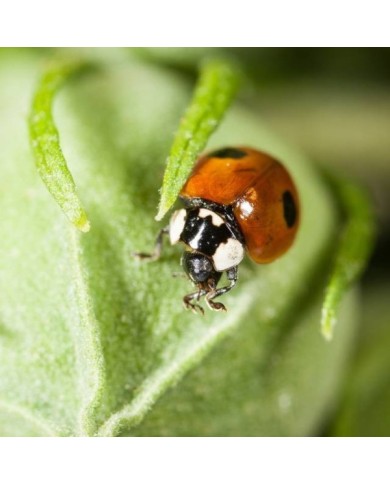 Kit pédagogique d'élevage de coccinelles COCCIFLY TOUT-EN-UN
