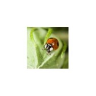 Kit pédagogique d'élevage de coccinelles COCCIFLY TOUT-EN-UN
