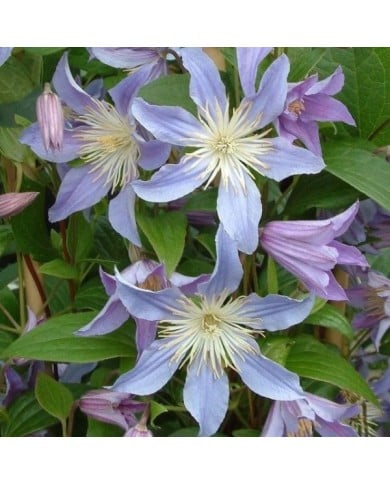 Clématite integrifolia Blue River® 'Zoblueriver'