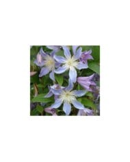 Clématite integrifolia Blue River® 'Zoblueriver'