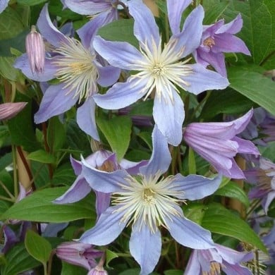 Clématite integrifolia Blue River® 'Zoblueriver'