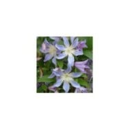 Clématite integrifolia Blue River® 'Zoblueriver'