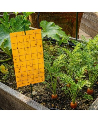Pièges mouche de la carotte, plaques chromatiques engluées oranges (10 Plaques de 25x10cm)