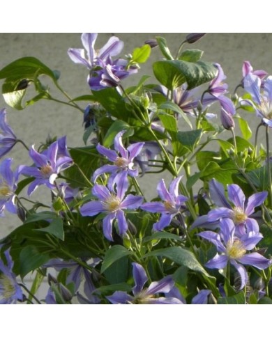 Clématite integrifolia Blue River® 'Zoblueriver'