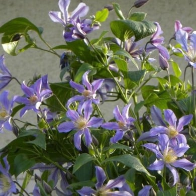 Clématite integrifolia Blue River® 'Zoblueriver'