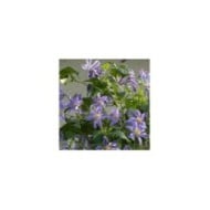Clématite integrifolia Blue River® 'Zoblueriver'