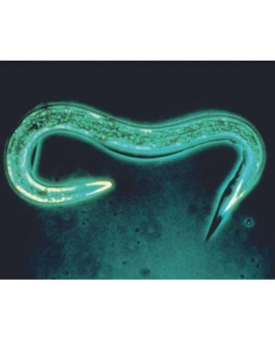 Nématodes contre les limaces (Ph) - Boîte 12M