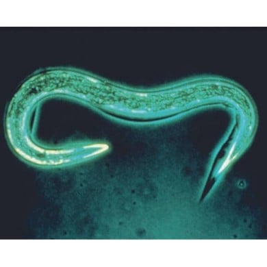 Nématodes contre les limaces (Ph) - Boîte 12M