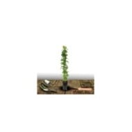 Clématite integrifolia Blue River® 'Zoblueriver'