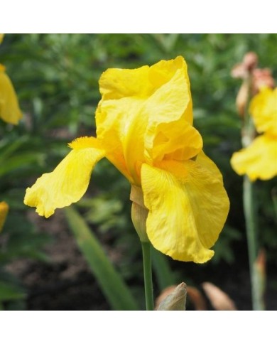 Piège à otiorrhynques adultes à base de nématodes
