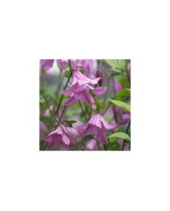 Clématite integrifolia Hendryetta®