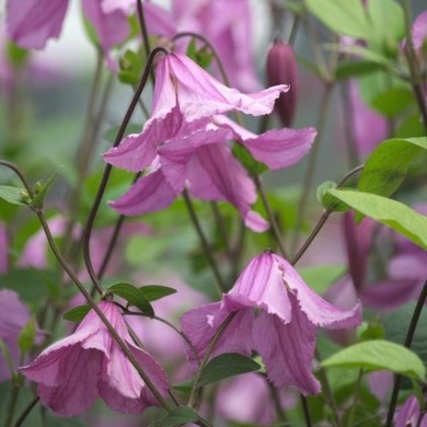 Clématite integrifolia Hendryetta®