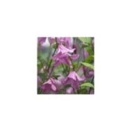 Clématite integrifolia Hendryetta®