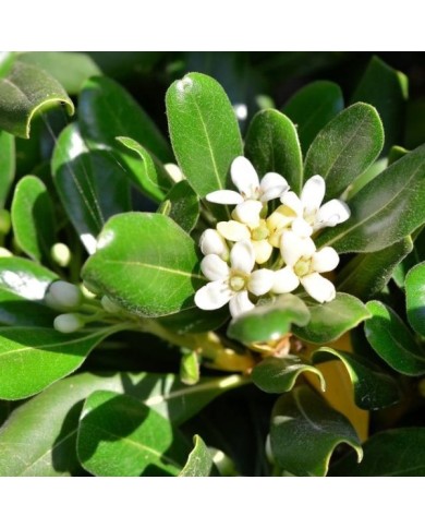 Pittosporum du Japon