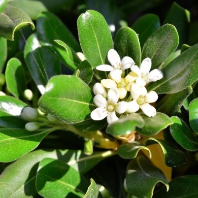 Pittosporum du Japon