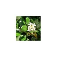Pittosporum du Japon