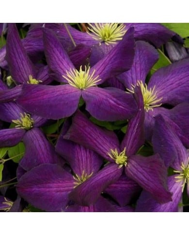 Clématite Jackmanii Purpurea® 'Zojapur'
