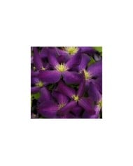 Clématite Jackmanii Purpurea® 'Zojapur'