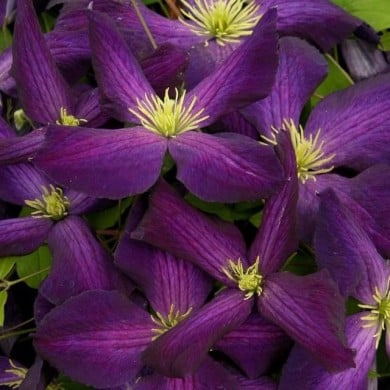 Clématite Jackmanii Purpurea® 'Zojapur'