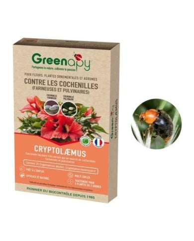 Cryptolaemus contre les cochenilles farineuses - 25 adultes