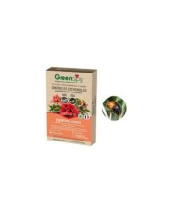 Cryptolaemus contre les cochenilles farineuses - 25 adultes