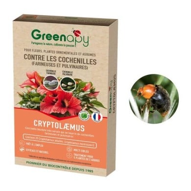 Cryptolaemus contre les cochenilles farineuses - 25 adultes