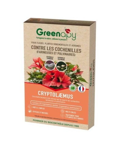 Cryptolaemus contre les cochenilles farineuses - 25 adultes