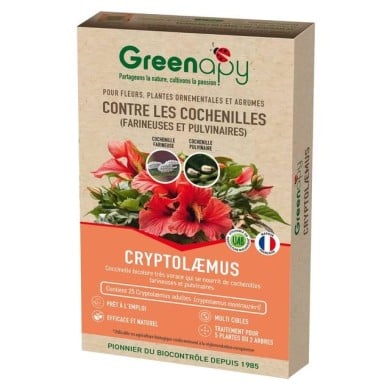 Cryptolaemus contre les cochenilles farineuses - 25 adultes