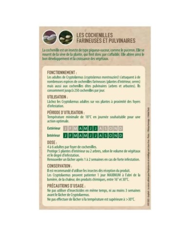 Cryptolaemus contre les cochenilles farineuses - 25 adultes