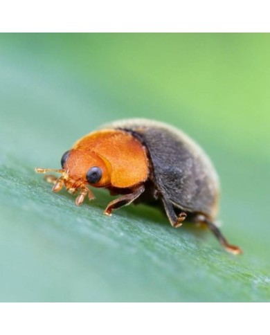 Cryptolaemus contre les cochenilles farineuses - 25 adultes