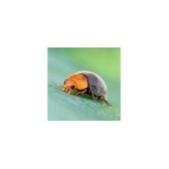 Cryptolaemus contre les cochenilles farineuses - 25 adultes