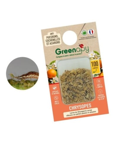 Chrysopes contre les pucerons, thrips, cochenilles et acariens - 100 larves - Technologie Vivapack®