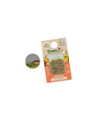 Chrysopes contre les pucerons, thrips, cochenilles et acariens - 100 larves - Technologie Vivapack®