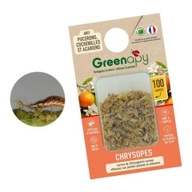 Chrysopes contre les pucerons, thrips, cochenilles et acariens - 100 larves - Technologie Vivapack®