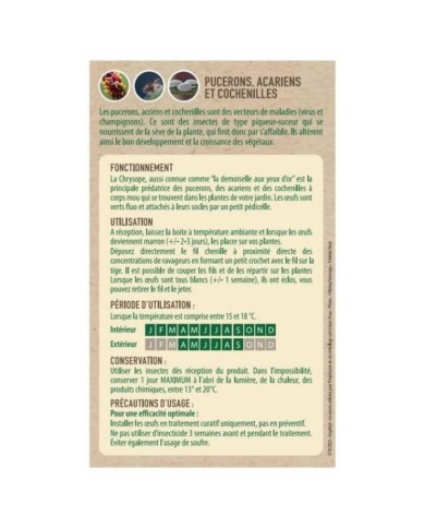 Chrysopes contre les pucerons, thrips, cochenilles et acariens - 100 larves - Technologie Vivapack®