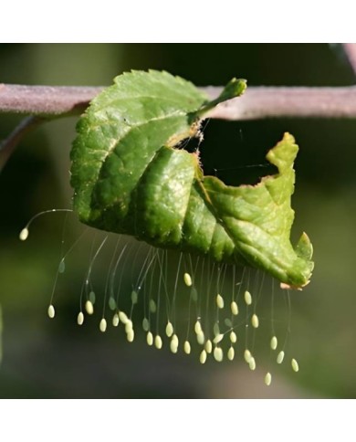Chrysopes contre les pucerons, thrips, cochenilles et acariens - 100 larves - Technologie Vivapack®