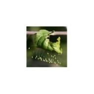 Chrysopes contre les pucerons, thrips, cochenilles et acariens - 100 larves - Technologie Vivapack®